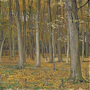 秋天美景秋天森林画