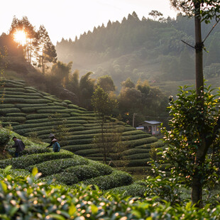 梅家坞茶山