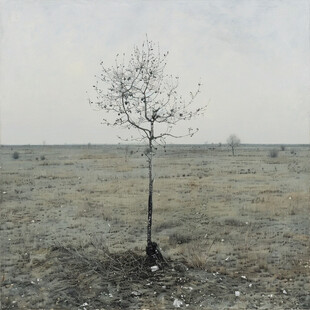 黄土地上一棵树