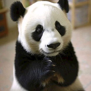 动物小熊猫