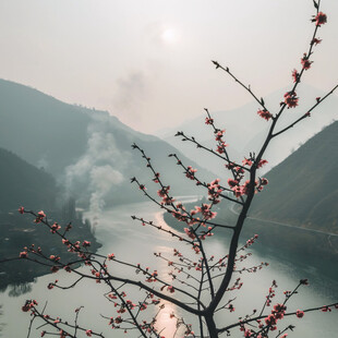 桃花梅花日出山涧