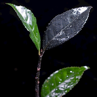 万年青树叶上雨珠