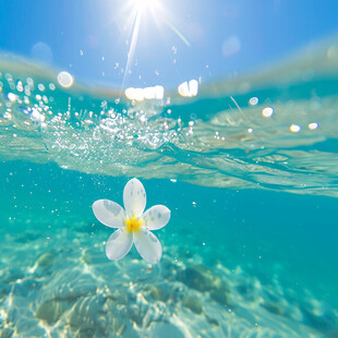 水面漂浮的花儿