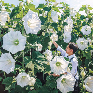 采摘芙蓉花