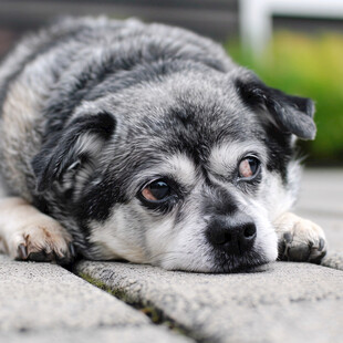 带哀怨眼神的狗