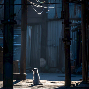 暖阳与流浪猫