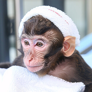 戴瓜皮帽的猴子