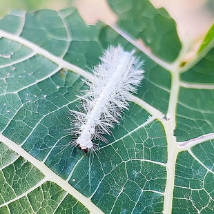 洋辣子幼虫茧