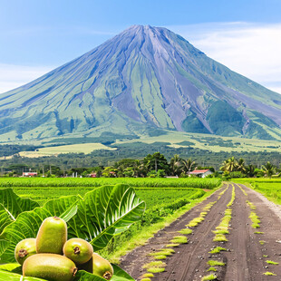 梯田产业果树马路
