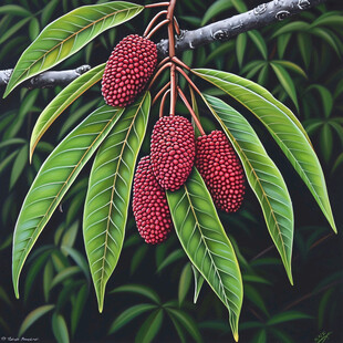 荔枝果树缩小版