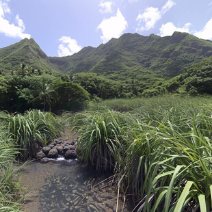 山沟水草风景