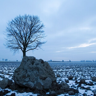 雪地一颗无叶树