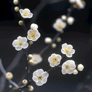 白梅花卉花朵