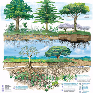 植物生长解剖图