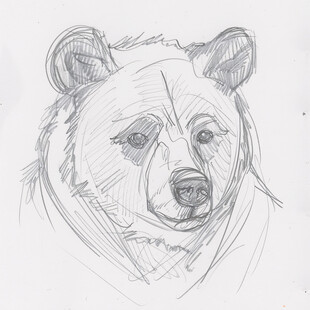 手绘熊插画