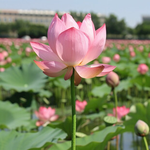 荷塘荷花苞