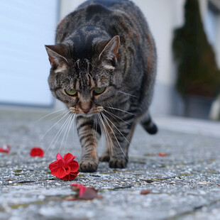 猫咪与鲜花