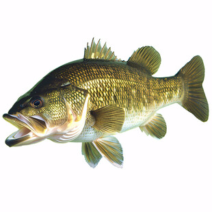 草鱼抠图