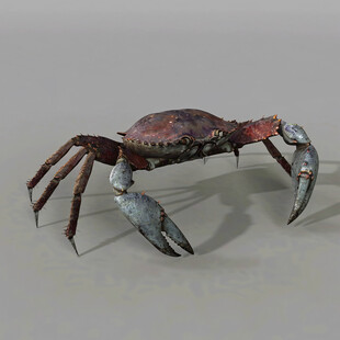 螃蟹仿真