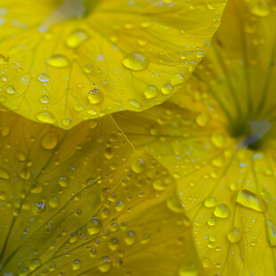 沾满雨滴的菊花花瓣