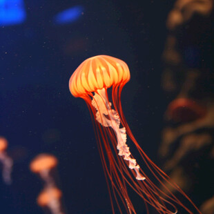 海洋生物梦幻水母