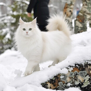 户外玩耍长毛发猫咪