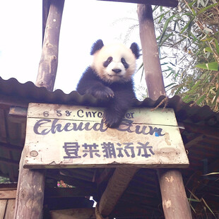 碧峰峡熊猫