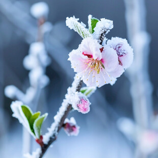 雪桃花雪桃树