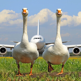 一对大白鹅