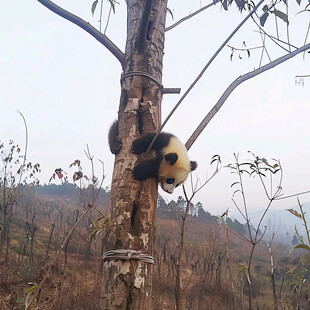 树上小熊猫