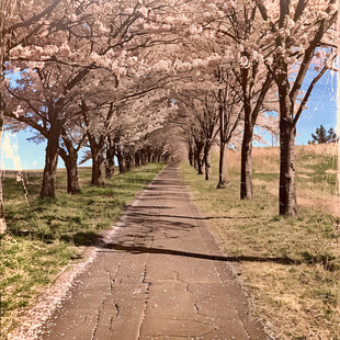 樱花树小路