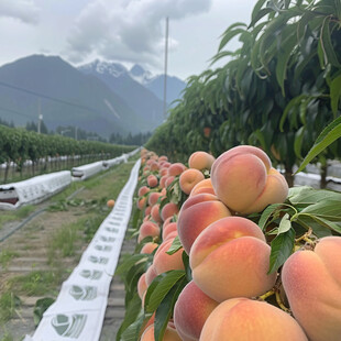 桃子种植基地造型