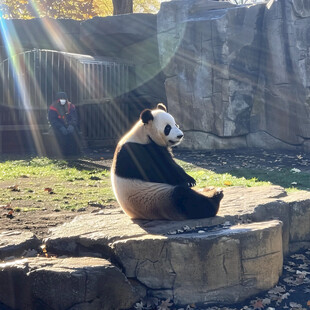 大熊猫晒太阳