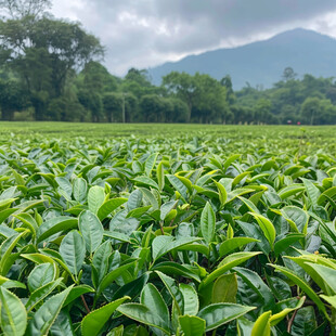 茶树实拍