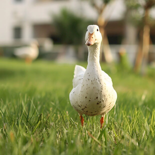 草地大白鹅