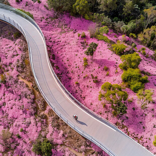 紫荆花公路