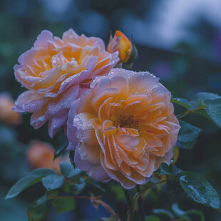 雨后花朵玫瑰花