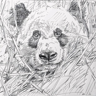 大熊猫线稿