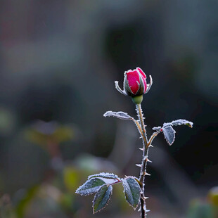 雪后玫瑰花