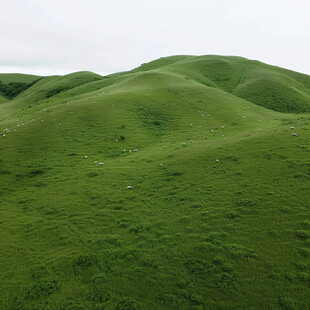 山坡草地羊群