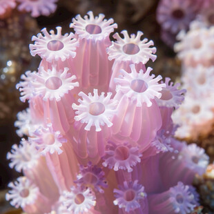 海葵珊瑚海洋生物