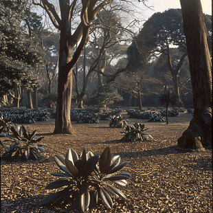 华南植物园冬季景色