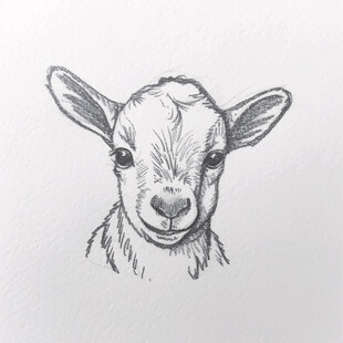 原创手绘羊