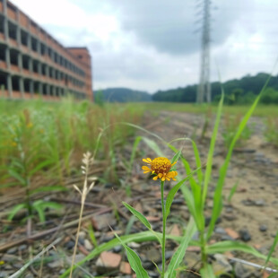 铁路旁的小草