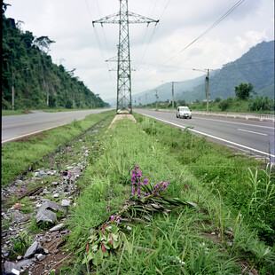 公路乡间路路边野花