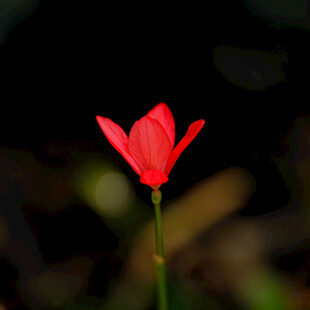 逆光郁金香花骨朵