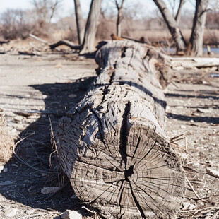 湖边倾倒的大树