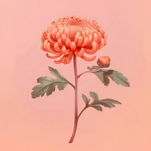 原创鼠绘菊花