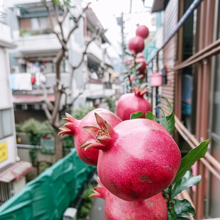 屋顶的石榴