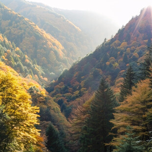 素材植被山秋色